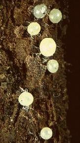 Ninfas de segundo instar da pérola-da-terra